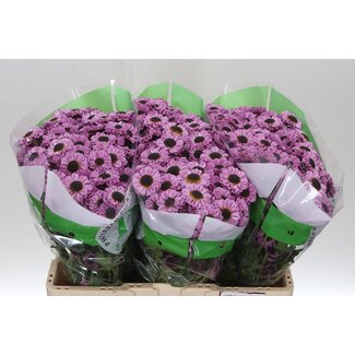 Freshy Chrysant santini Patrese Pink