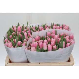 Freshy Tulipa gefranjerd Overige Pink