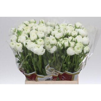 Freshy Ranunculus Elegance White