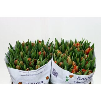 Freshy Tulp dubbel Orange Princes