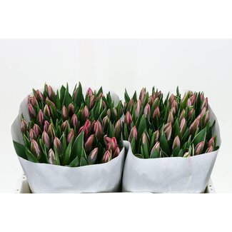 Freshy Tulp enkel Pretty Princes