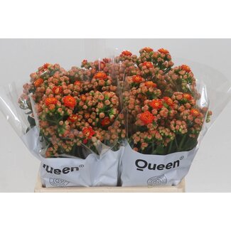 Freshy Kalanchoe Bri Orang Meadow