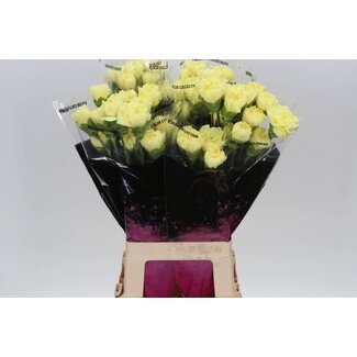 Freshy Anjer Lang Diletta Geel