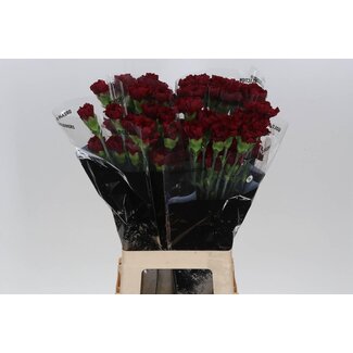 Freshy Anjer Funza Lang Zurigo