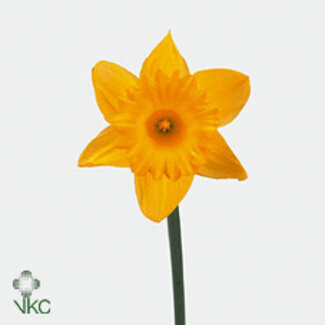 Freshy Narcis T Dutch Master