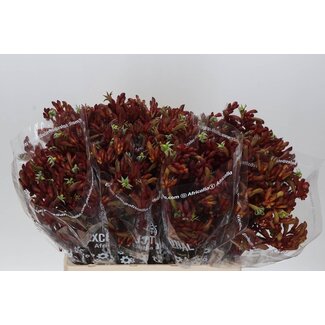 Freshy Anigozanthos Early Lente