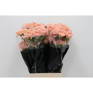 Freshy Anjer Lang Caramel