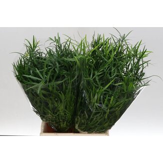 Freshy Asparagus Falcatus