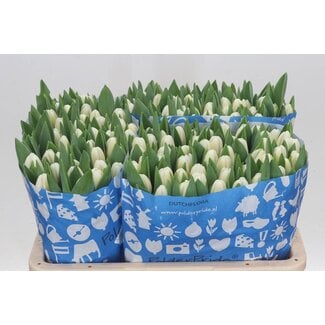 Freshy Tulp enkel Antarctica