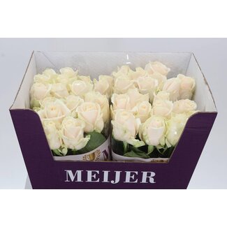 Freshy Rosa Dorchester