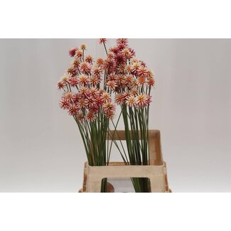 Freshy Inrida Summer