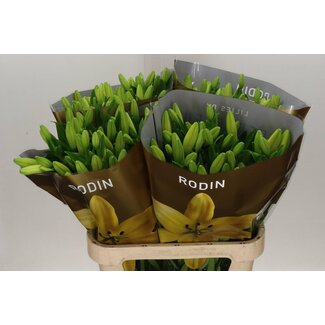 Freshy Lelie Longi x Aziatic Aqua Rodin