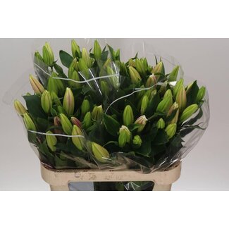 Freshy Lelie Oriental Aqua Marlon 2 Bloem