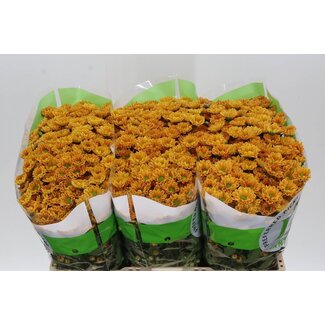 Freshy Chrysant santini Rossi Orange