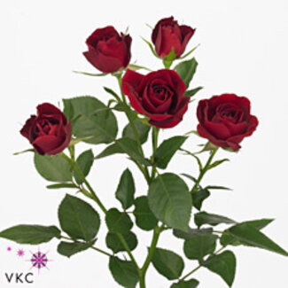 Freshy R tros Rubicon