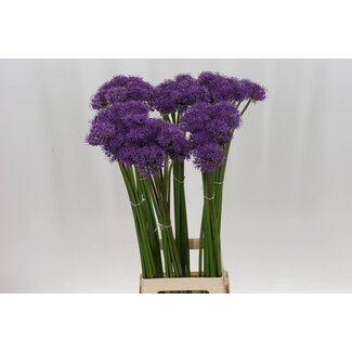 Freshy Allium Gladiator