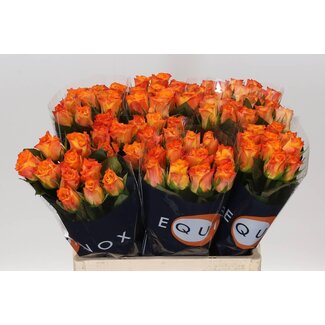 Freshy Rosa Marie-claire