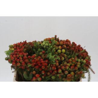 Freshy Berzelia Galpinii