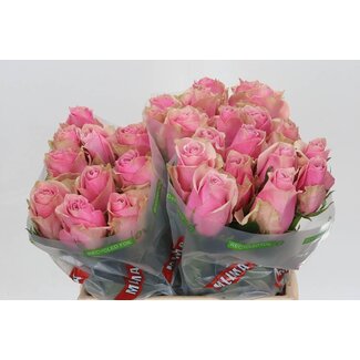 Freshy Rosa Athena Royale