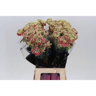 Freshy Anjer Lang Wine Cover