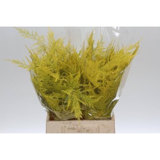 Freshy Asparagus Kort Creme