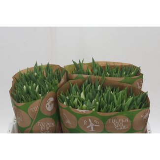 Freshy Tulp enkel Update