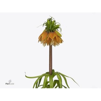 Freshy Fritillaria Impatiens Orange Sweet