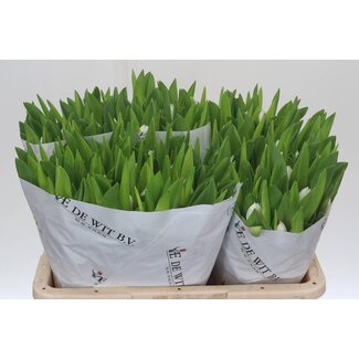 Freshy Tulp enkel Royal Virgin