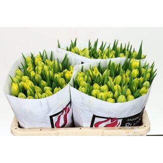 Freshy Tulp dubbel Marie Jo