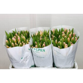 Freshy Tulp enkel Tom Pouce