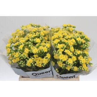 Freshy Kalanchoe Blazi Geel Meadow