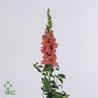 Freshy Antirrhinum Cool Rose