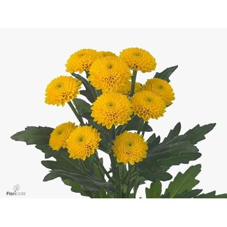 Freshy Chrysant santini Aurinko