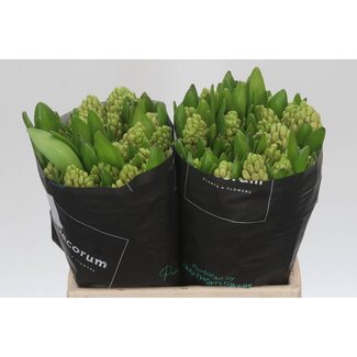 Freshy Hyacinth China Pink