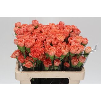 Freshy Anjer Kort Hermes Orange