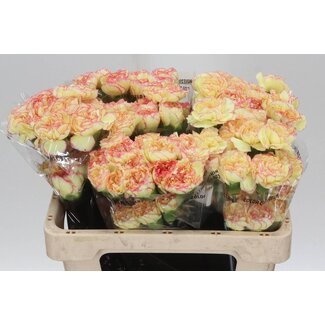 Freshy Anjer Kort Fiesta Komachi