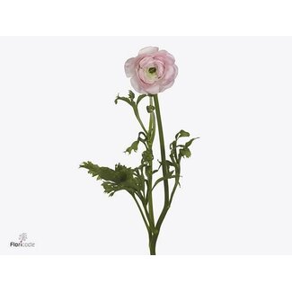 Freshy Ranunculus Su Confetto