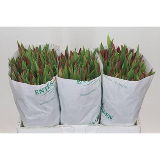 Freshy Tulp enkel Strong Love