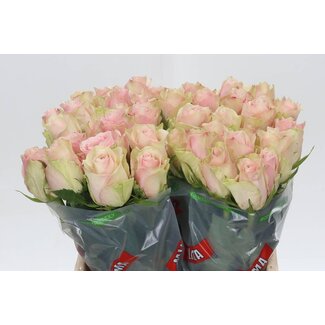 Freshy Rosa Pink Athena