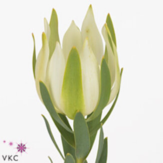 Freshy Leucadendron Procerum Vertakt