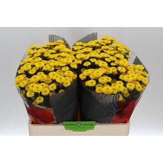 Freshy Chrysant santini Aurinko X L