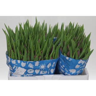 Freshy Tulp enkel Purple Valley