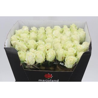 Freshy Rosa Dolomiti