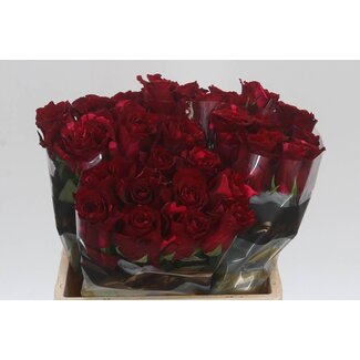 Freshy Rosa Red Panther