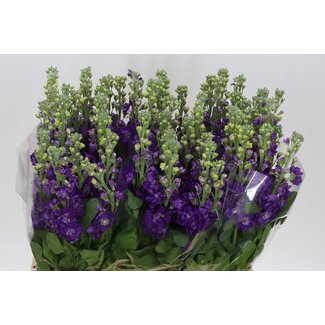 Freshy Violier Debora