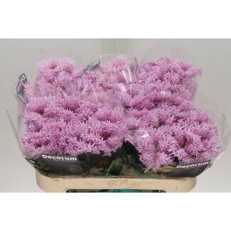 Freshy Chrysant deco Etrusko