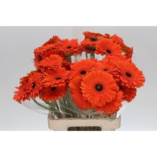Freshy Gerbera * 65 Cm Candela X10
