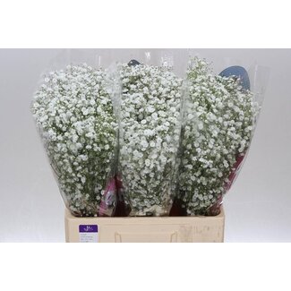 Freshy Gyps Pa Xlence