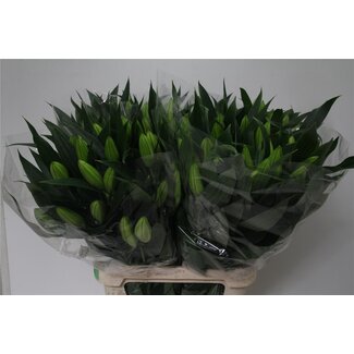 Freshy Lelie Oriental Aqua Wit