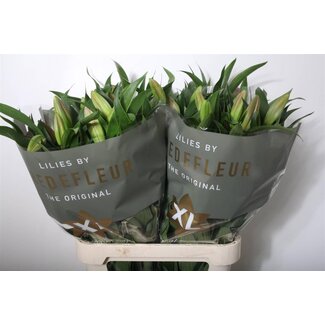 Freshy Lelie Oriental Aqua Maldano